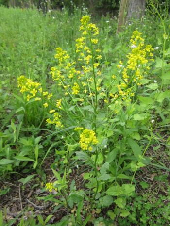 edible wild plant identification (plants forum at permies)