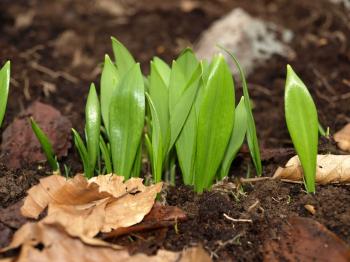 Raw Edible Plants: Foraging and growing wild plants