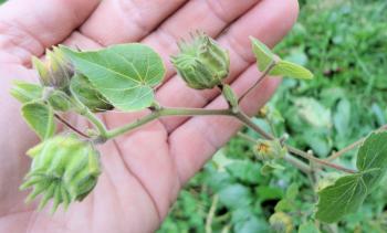 Wild Plants | sercadia