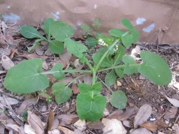 Sow Thistle | Wild Edible Plants of Texas