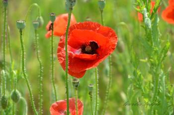 Wild Poppies | lourdes tudela photography
