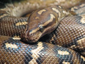 Pet Python Dangers: Should We Keep Wild Animals as Pets?