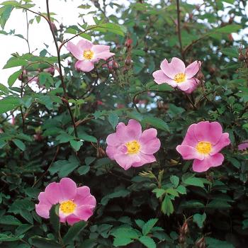 Wild Roses