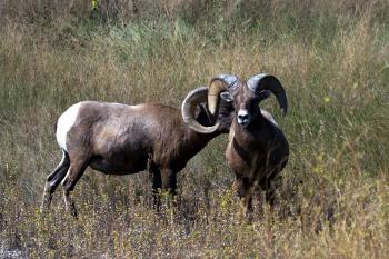 Free Images : horn, herd, pasture, grazing, usa, fauna, mountain ...