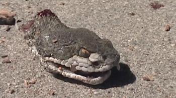 Zombie Snake - World's Weirdest Video - National Geographic Channel