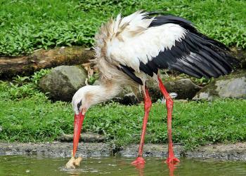 Wild Stork