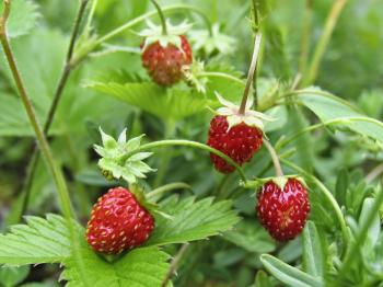 Benefits Of Wild Strawberries (Fragaria Vesca) For Health | Tips ...