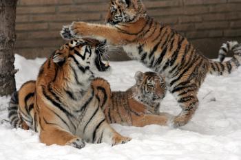 Wild Tigers