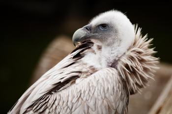 Wild Vulture