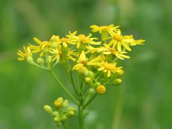 Flowers: Flower Photography Yellow Wildflower Wild Wallpaper Ipad ...