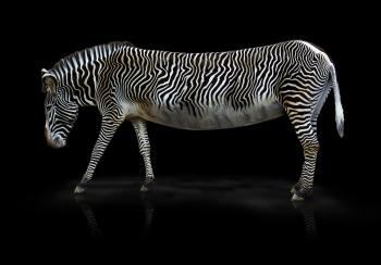 Wild Zebra