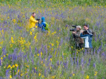 Crested Butte Wildflowers & Reflections
