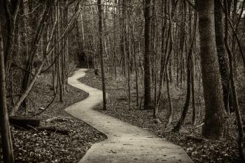 Winding Trail | FarzinPhoto