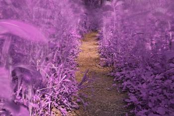 Windy Goose Creek Trail - Lavender Fantasy HDR