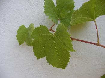 Wine Leaf