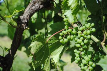 Ethanol plant, winery tour a success | Nebraska Agribusiness Club
