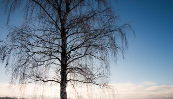 Winter and birch