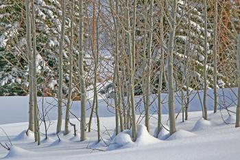 Winter Aspens