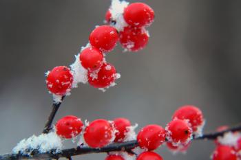 Winter Berries by DarkStarCrashes on DeviantArt