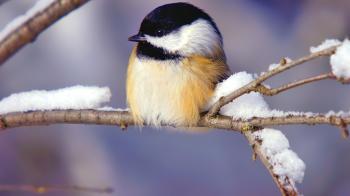 Tiny WInter Bird Wallpapers - New HD Wallpapers