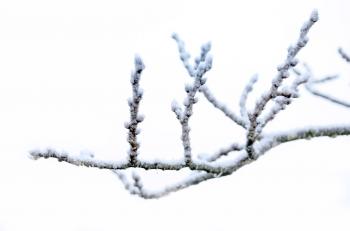 Winter Branch Free Stock Photo - Public Domain Pictures