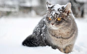 Cat Winter ❤ 4K HD Desktop Wallpaper for 4K Ultra HD TV • Tablet ...