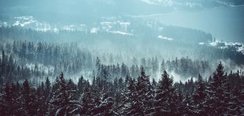 Premysl Aubrecht - Winter forest