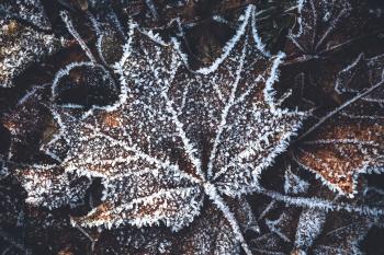Winter Leaf Free Photo - ISO Republic