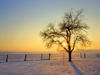 Winter Morning #6955978