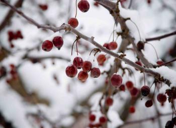 Winter Resolutions For Sleeping Gardens | WisContext