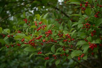 Nine native Chesapeake Bay plants that look beautiful in winter ...