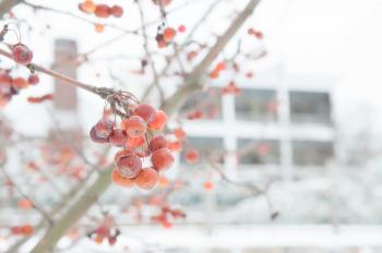 Winter Garden Plants