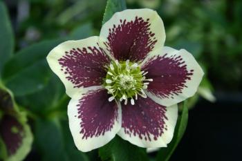 Winter Jewels® Painted Lenten Rose - Monrovia - Winter Jewels ...