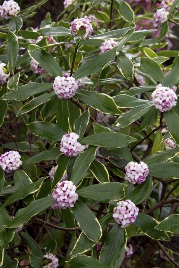 Variegated Winter Daphne - Monrovia - Variegated Winter Daphne