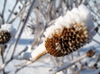 Plants for the Winter Garden | Omaha Landscaping | Greenlife Gardens