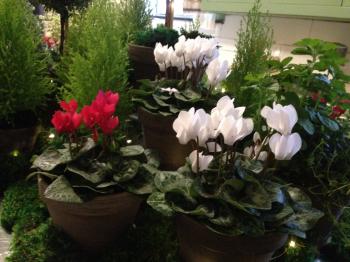 Cyclamens Christmas houseplant | The Old Farmer's Almanac