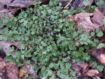 My garden's winter worklist | Ramblin' through Dave's Garden