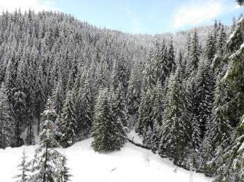 Winter Wonderland in Central Rhodopes