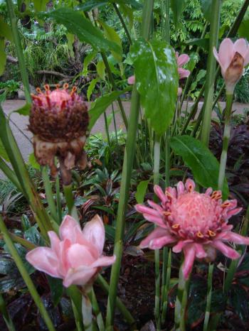 Picture of hibiscus in different stages. Flower bud, fully bloom and ...