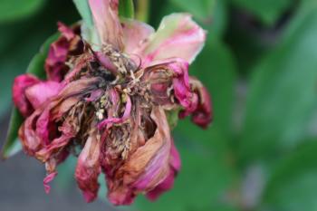 Withered Flower Free Stock Photo - Public Domain Pictures