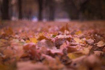 Withered Leaves on Floor Focus Photography