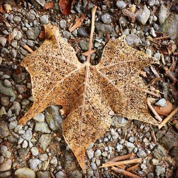 Withered Maple Leaf
