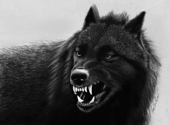 How to draw a wolf