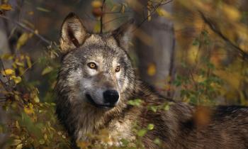 What is a lone wolf? | HowStuffWorks