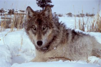 Wolf Closeup