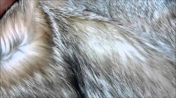 wolf fur - YouTube