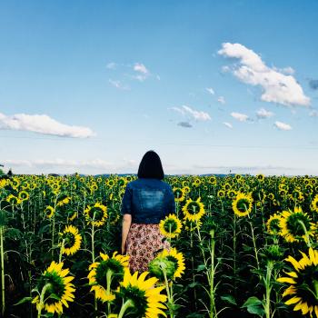 Woman Walking in Bed of Sunflowers