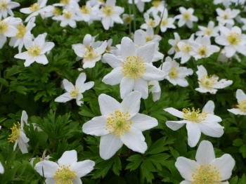 Wood Anemone seed for sale | Wild Flower Lawns & Meadows | Buy ...