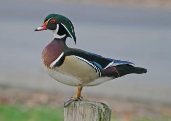 Wood Duck, Aix sponsa