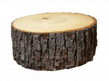 Log Section transparent PNG - StickPNG